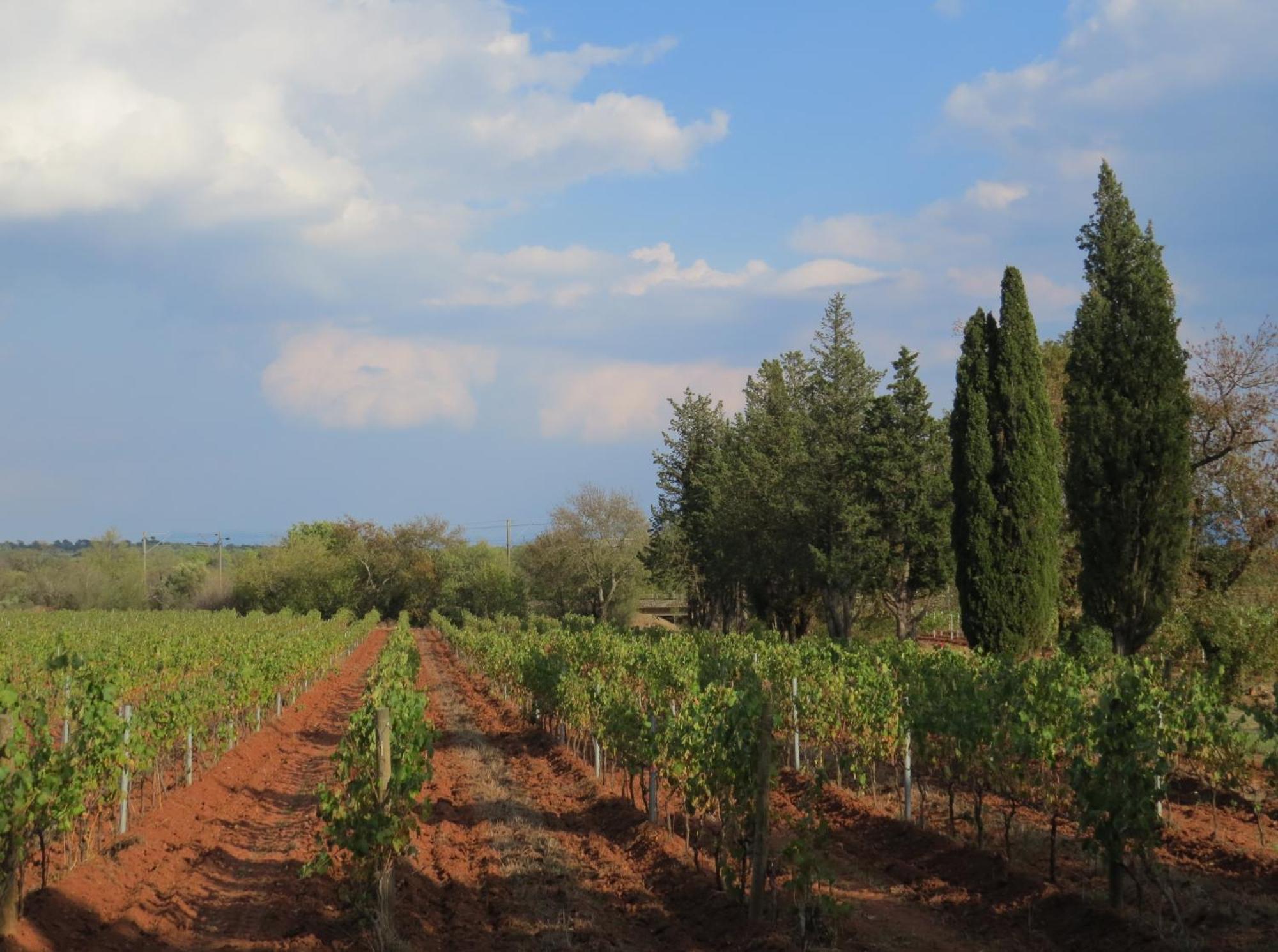 Bed And Breakfast La Grande Lauzade Le Luc Esterno foto